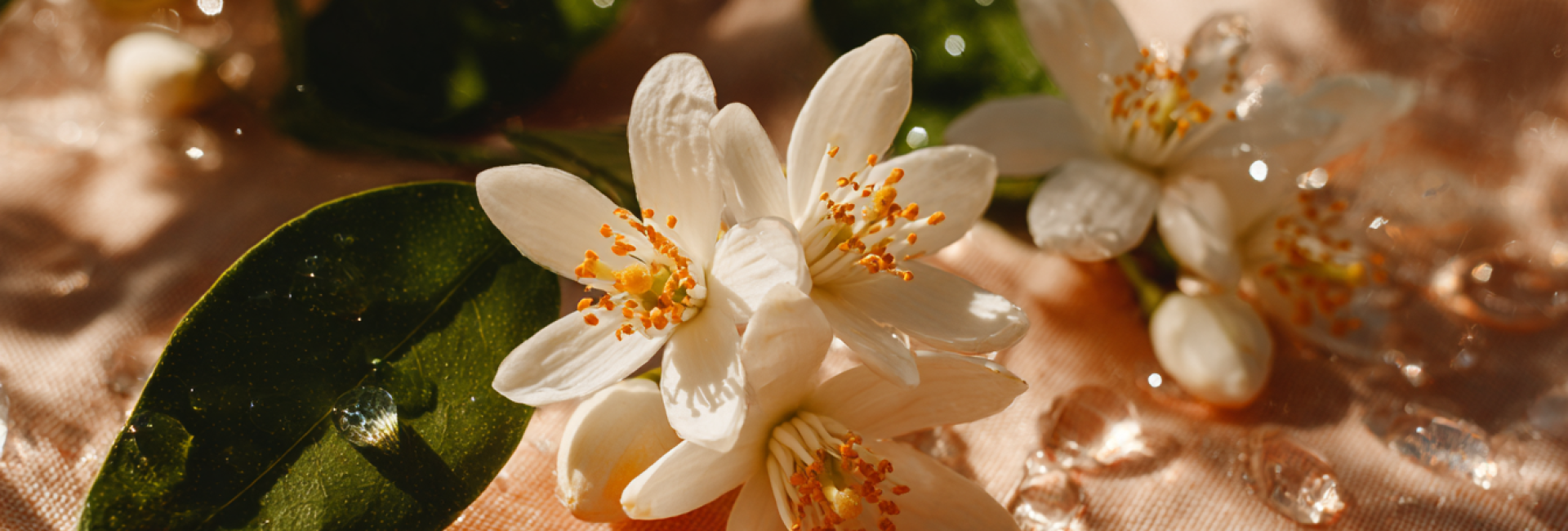 Hydrosol Neroli – a daily ritual of beauty and calm at Grushka Studio